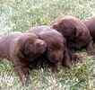 Labrador Retriever puppies for sale