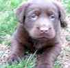 Labrador Retriever puppies for sale