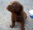 Labrador Retriever puppies for sale