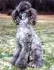Standard Poodle puppies for sale