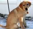 Labrador Retriever puppies for sale