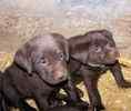 Labrador Retriever puppies for sale