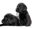 Labrador Retriever puppies for sale