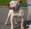 American Bulldog puppies for sale