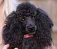 Toy Poodle puppies for sale