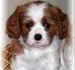 Cavalier King Charles Spaniel puppies for sale