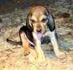 Bloodhound puppies for sale
