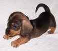 Miniature Dachshund puppies for sale