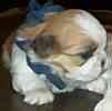 Shih Tzu puppies for sale
