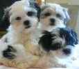 Malti-Tzu puppies for sale