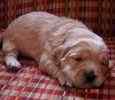 Goldendoodle puppies for sale