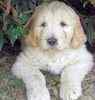 Goldendoodle puppies for sale