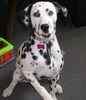Dalmation puppies for sale