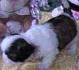 Shih Tzu puppies for sale