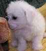 American Eskimo puppies for sale