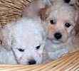 Toy Poodle puppies for sale
