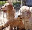 Goldendoodle puppies for sale