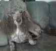 Standard Poodle Stud Services