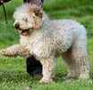 Goldendoodle puppies for sale