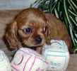 Cavalier King Charles Spaniel puppies for sale 