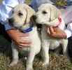 Labrador Retriever puppies for sale