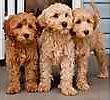Australian Labradoodle puppies for sale