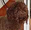 Australian Labradoodle puppies for sale