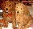 Ausrtralian Labradoodle puppies for sale