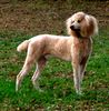Standard Poodle puppies for sale