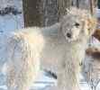 Labradoodle puppies for sale 