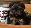 Shorkie puppies for sale 