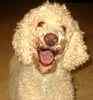 Goldendoodle puppies for sale