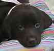 Labrador Retriever puppies for sale