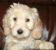 Australian Labradoodle puppies for sale