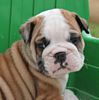 English Bulldog puppies for sale