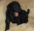 Stamdard Poodle puppies for sale