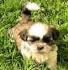 Shih Tzu puppies for sale 