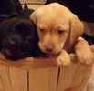Labrador Retriever puppies for sale