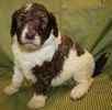 Standard Poodle puppies for sale