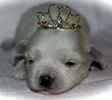 Classified ad for Maltese pup