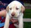 Labrador Retriever puppies for sale