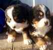 Bernese Mountain Dog puppies for sale