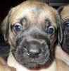 English Mastiff puppies for sale