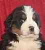 Bernese Mountain Dog puppies for sale