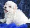 Maltese puppies for sale