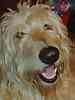 Goldendoodle puppies
