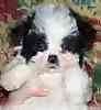 Maltipoo puppies for sale