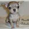 Chihuahua babies