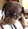 Chihuahua puppies for sale