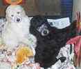 Standard Poodle puppies for sale 